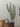 FINGER CACTUS WALL STICKER